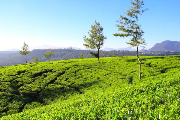 Zelený čaj plantáž, Srí Lanka — Stock fotografie