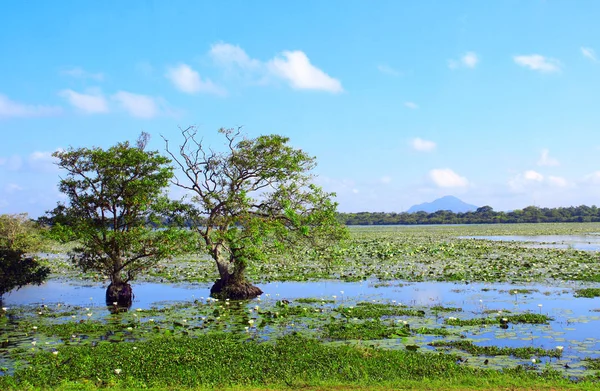 Árvores tropicais e flores de lírio em um lago, Sri Lanka — Fotografia de Stock