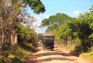 Car safari in Yala National Park, Sri Lanka clipart
