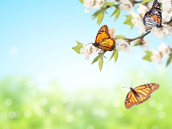 Flowers of cherry and monarch butterflies — Stock Photo, Image