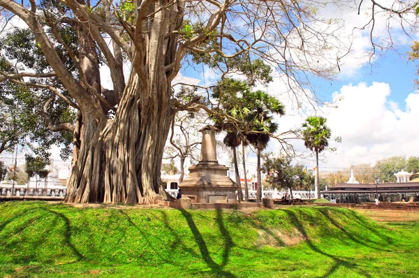 Árbol gigante y antigua estupa de piedra, Anuradhapura, Sri Lanka — Foto de Stock