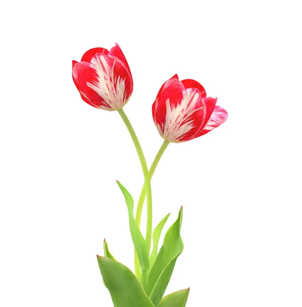 Два тюльпана красного цвета — стоковое фото