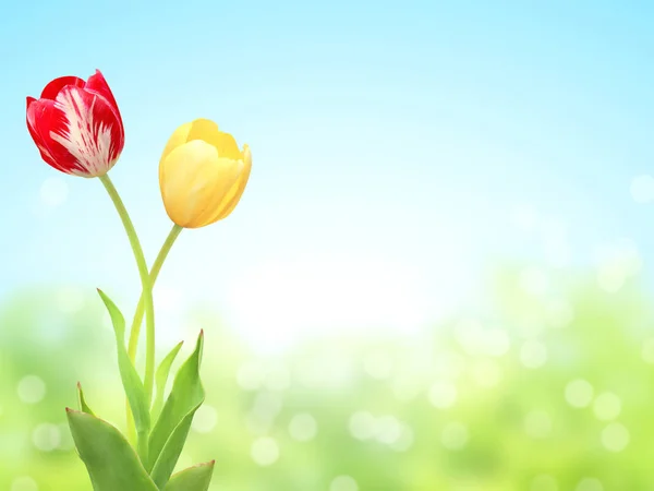 Duas tulipas em fundo de primavera ensolarado — Fotografia de Stock