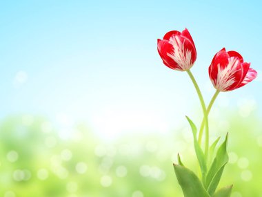 Güneşli bahar arka plan üzerinde iki Lale