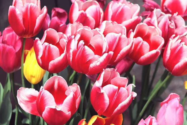 Bei tulipani di colore rosso — Foto Stock