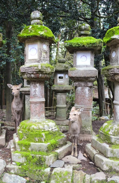 Cervos bonitos e lanternas de pedra no Kasuga Grand Shrine, Nara Japan — Fotografia de Stock