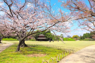 Sakura in Koishikawa Korakuen garden, Okayama, Japonya