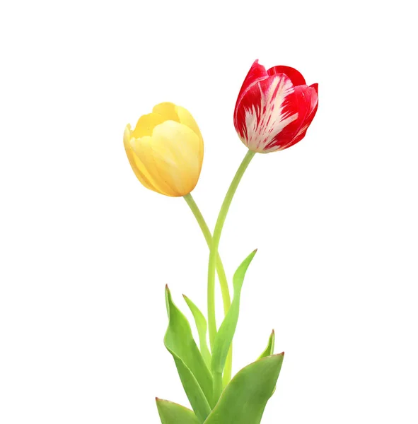 Two tulips of red and yellow colors — Stock Photo, Image