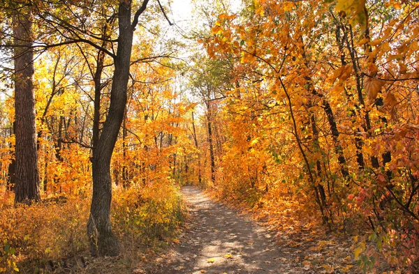 Strada nella foresta autunnale — Foto Stock