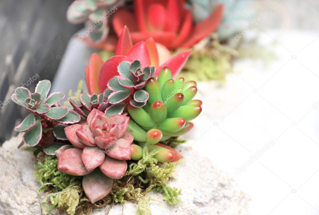 Mix of pink and green flowering Echeveria and Sedum succulent 