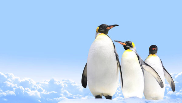 Horizontal banner with three emperor penguins on blue sky background. Copy space for text. Mock up template