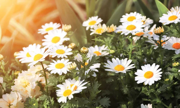 Fleurs de camomille sur fond ensoleillé — Photo