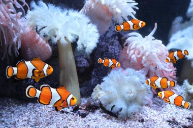 Sea anemone and clown fish clipart