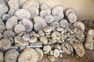 Dükkanda fosil ammonit kabuğu, Fas, Afrika