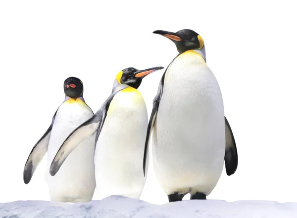 Três pinguins Imperadores na neve — Fotografia de Stock