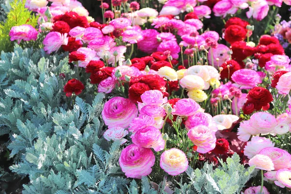 花壇の上のラウンキュラスの花 — ストック写真