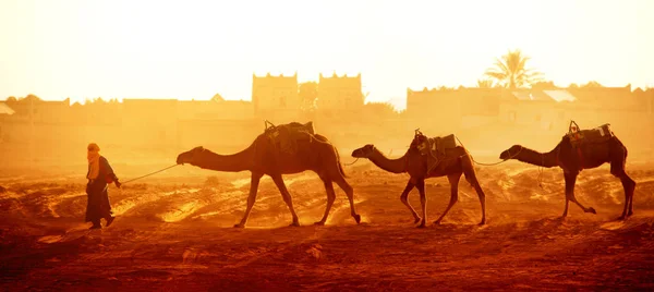 Karavana velbloudů v poušti Sahara, Maroko — Stock fotografie