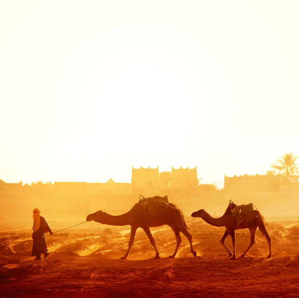 Caravana de camelos no deserto do Saara, Marrocos — Fotografia de Stock