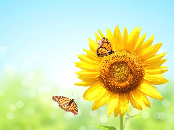 Girassóis e duas borboletas no fundo ensolarado borrado — Fotografia de Stock