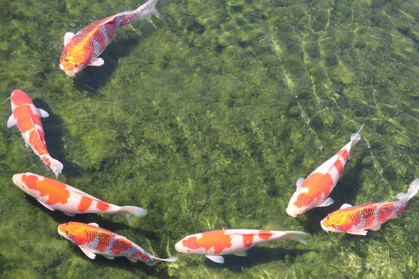 Seven fancy carps in pond, Koishikawa Korakuen garden, Okayama, — Stock Photo, Image