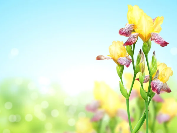 Flores de iris de colores amarillo y púrpura — Foto de Stock