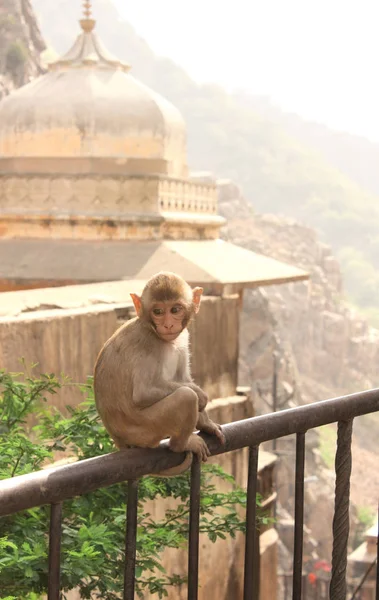 Majom a galta ji mandir temple, jaipur, india közelében — Stock Fotó