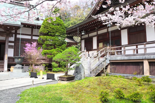 Antichi padiglioni e sakura fiorita, tempio Hokokuji, Kamakur — Foto Stock