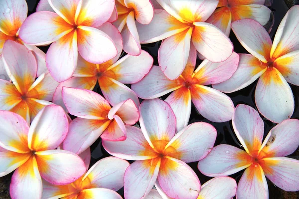 Plumeria flores con gotas de agua sobre pétalos — Foto de Stock