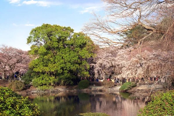 新宿御苑の桜の開花、東京・ジャパ — ストック写真