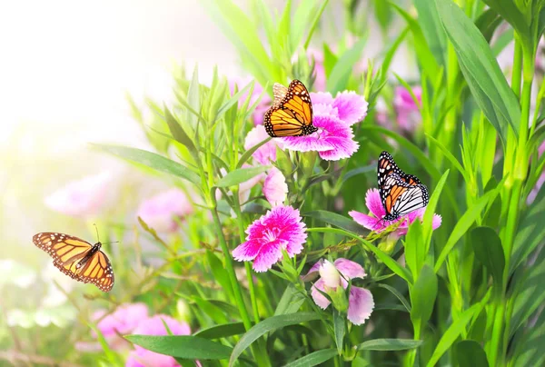 Fondo soleado de primavera con flores de clavel rosadas y mariposa —  Fotos de Stock