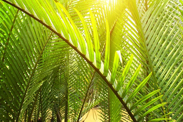 Hojas verdes de palma de coco —  Fotos de Stock