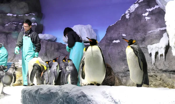 日本、大阪 -2019年3月29日:大阪水族館海遊館のスタッフ — ストック写真