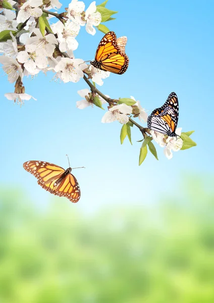 Flowers of cherry and monarch butterflies — Stock Photo, Image