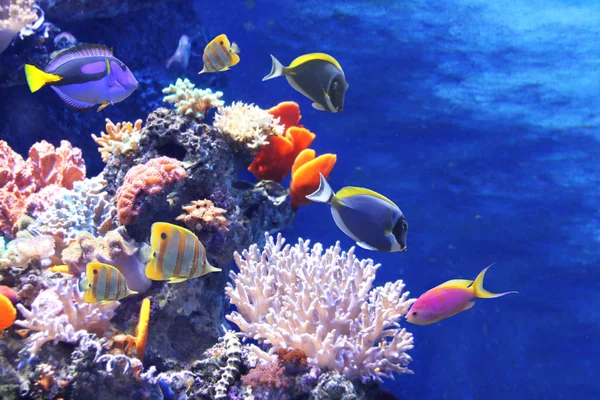 Onderwater scène met tropische vissen — Stockfoto