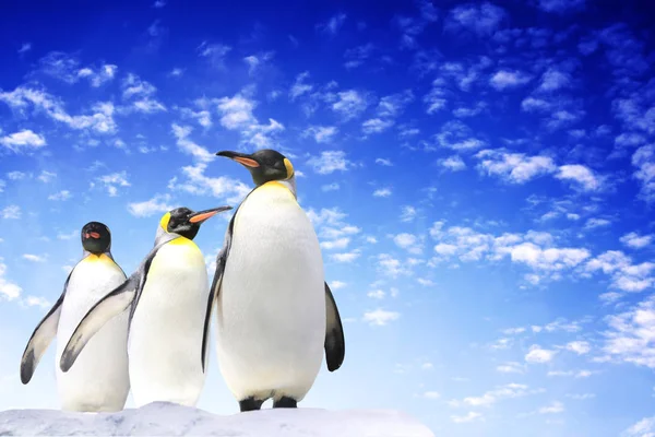 Banner με τρεις αυτοκρατορικοί πιγκουίνοι στο φόντο του μπλε ουρανού — Φωτογραφία Αρχείου