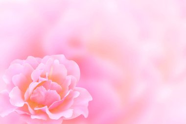 pembe Gül ile banner