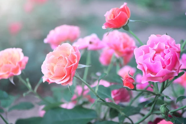 Sommerwind Rózsa virágok a napfényes háttér — Stock Fotó