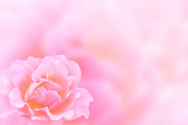 Banner with pink rose — Stock Photo, Image