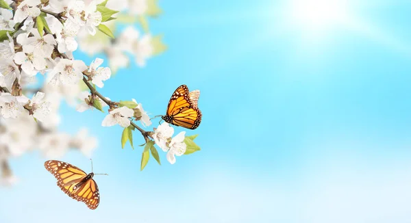 Flor de cerezo y mariposas monarca en el cielo azul soleado backg — Foto de Stock
