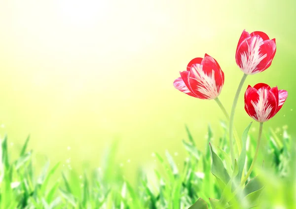 Três tulipas em fundo de primavera ensolarado — Fotografia de Stock