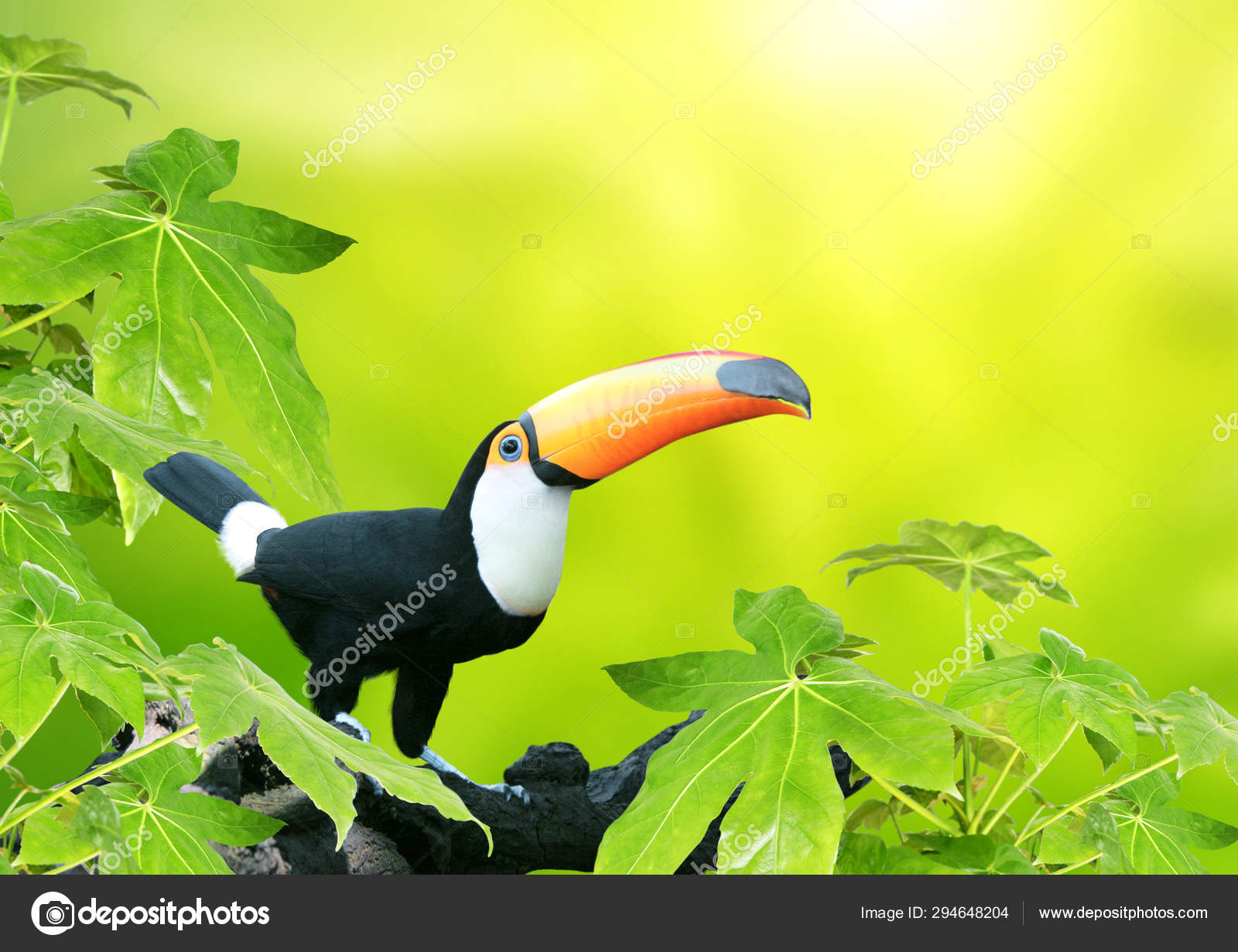 Beautiful Colorful Toucan Bird Stock Photo Image By C Frenta