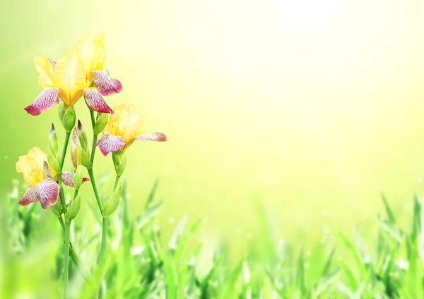 Цветы радужной оболочки желтого и фиолетового цветов — стоковое фото