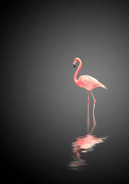 Flamant rose sur fond noir — Photo