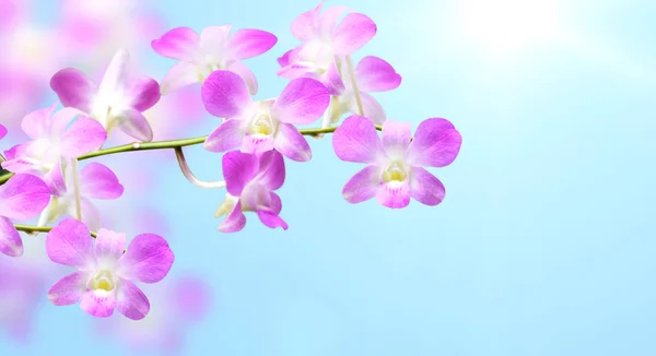 Flores de orquídea no fundo ensolarado borrado — Fotografia de Stock
