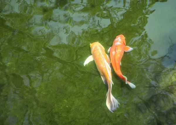 Two fancy carps in pond — Stock Photo, Image