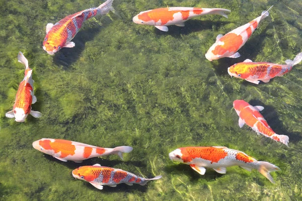 池塘里九只花哨的鲤鱼，小川高村花园，冈山，J — 图库照片