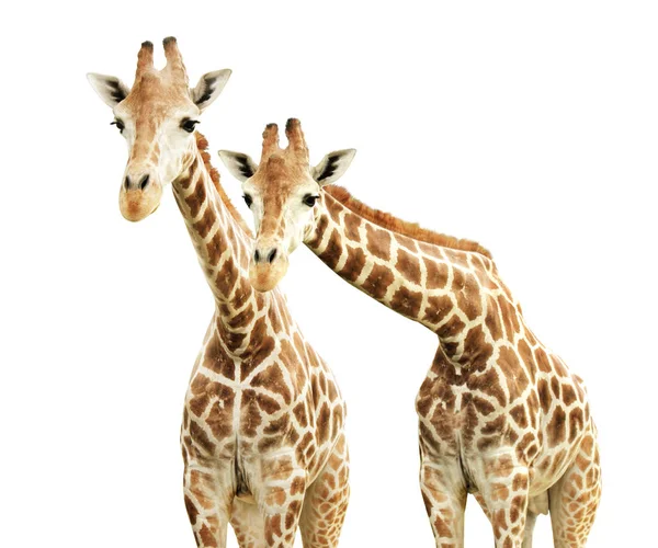 Duas girafas de curiosidade — Fotografia de Stock