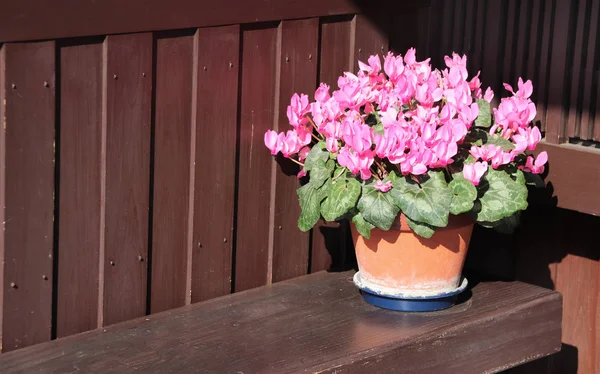 Begonia fiorita in vaso di argilla su panca di legno — Foto Stock