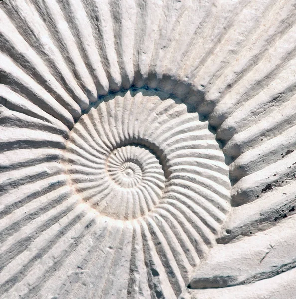 Detalj av huggen sten prydnad med Ammonit skal — Stockfoto