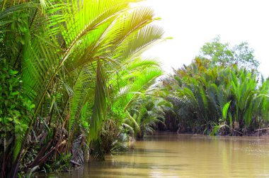 Mekong Nehri, Vietnam, Asya deltasında palmiye yaprakları